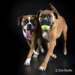 The Soul of an Animal: Beck and Ken Drake, Zoo Studio Pet Photography – Episode 55